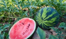 夏天吃瓜怎么挑瓜,轻松挑选夏日消暑佳品