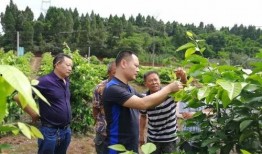 安逸吃瓜的好处,揭秘吃瓜的好处与乐趣