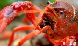 虾吃小瓜虫么,探究它们之间微妙的食物关系