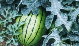 绿色壁纸手机吃瓜