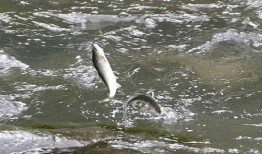 带你吃瓜鱼类,吃瓜鱼类的独特魅力与生活习性