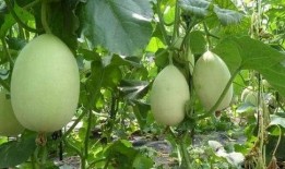 吃田瓜去火吗,夏日消暑佳品