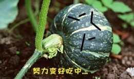 瓜吃长胖吗,吃瓜真的会长胖吗？揭秘真相