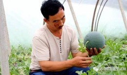 武山县吃瓜,探寻瓜乡美食之旅