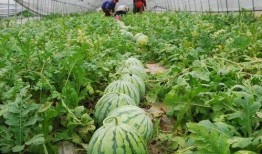 最新吃瓜.中国,吃瓜群众热议不断