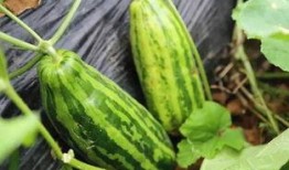 梦见瓜地吃瓜是什么意思,瓜地吃瓜预示着什么？