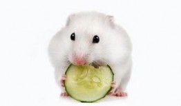 仓鼠可以吃红瓜吗,仓鼠的美食新选择？