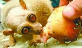 吃瓜大怪兽,探寻神秘生物的传奇故事