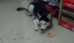 二哈吃瓜中毒,一场意外引发的宠物安全警钟