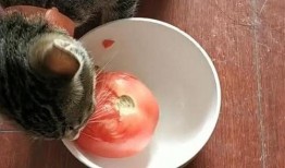 猫吃茄瓜,揭秘猫对茄瓜的喜爱之谜