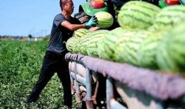 厦门新农人吃瓜事件,一场误会引发的社区热议