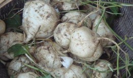 发烧可以吃土瓜,发烧时的天然退热良方