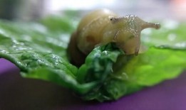 蜗牛吃四瓜,探寻自然界的奇妙食趣