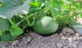 吃瓜吃个大瓜,吃瓜群众吃出的大瓜事件全解析