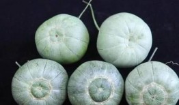 青海看瓜怎么吃,解锁夏日消暑新姿势