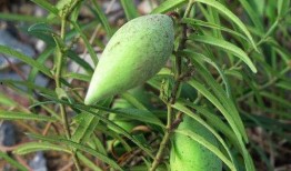 瓜瓢怎么吃减压