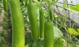 瓠瓜是茄瓜吗怎么吃,瓠瓜的独特吃法探索