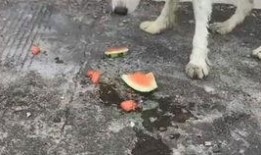 狗狗吃瓜吗,揭秘它们对西瓜的喜爱之谜