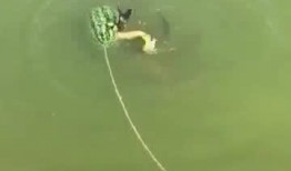 带你吃瓜鱼类,吃瓜鱼类的独特魅力与生活习性