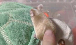 吃瓜母子老鼠,揭秘神秘森林中的温馨故事