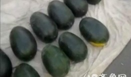 怀孕了吃瓜视频,一起分享孕妈们的甜蜜瞬间