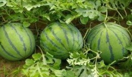 瓜吃瓜吃,揭秘“瓜吃瓜吃”背后的趣味与哲理