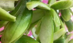 农村吃瓜照片高清,瓜田里的欢乐时光