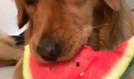 狗吃瓜会吐,揭秘消化小常识