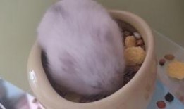 吃瓜母子老鼠,揭秘神秘森林中的温馨故事