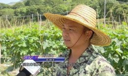 吃瓜广东群众,吃瓜群众视角下的广东美食文化探秘