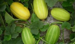 吃田瓜去火吗,夏日消暑佳品