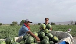 东北吃瓜季节,丰收时节，品味东北特色美食之旅