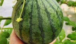 吃小彩瓜,甜蜜滋味，健康生活新选择