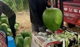 大爷高速吃瓜,意外成为网红