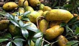 树上吃的瓜,探寻自然馈赠的绿色宝藏