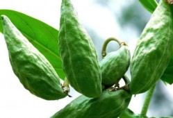 吃牛角酥瓜,传统美食的甜蜜邂逅