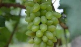 吃瓜群众葡萄,揭秘娱乐圈背后的秘密