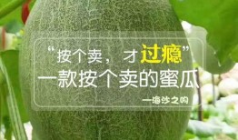 fruit吃瓜q群,探索fruit吃瓜q群的欢乐时光