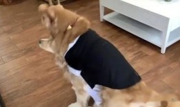 搜索狗吃瓜视频,揭秘网络热门视频背后的故事