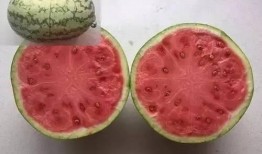 假西瓜吃瓜,揭秘网络迷思背后的真实世界