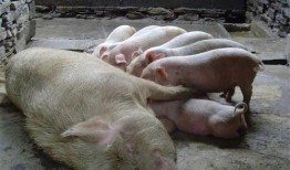 母猪吃生哈密瓜,探寻其营养奥秘与养殖价值