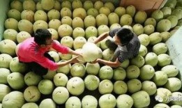 三白瓜冬季怎么吃,冬季三白瓜的多样食法探索