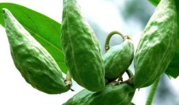 吃角瓜反胃,揭秘角瓜食用后的不适现象