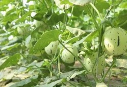 临夏瓜州男吃瓜,瓜州男子的独特“吃瓜”文化探秘