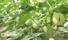 临夏瓜州男吃瓜,瓜州男子的独特“吃瓜”文化探秘