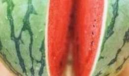 二三里吃瓜比赛,一场舌尖上的狂欢盛宴