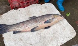 刘大瓜吃青鱼,一场味蕾与自然的邂逅