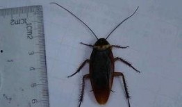 带你吃瓜南北蟑螂,带你吃瓜一探究竟