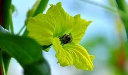 吃花蜜瓜的好处,天然甜蜜，健康益处多