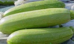 宝宝茭瓜怎么吃,宝宝茭瓜的多样美味食用指南